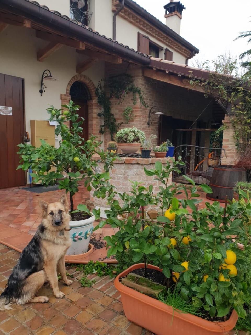 Ca' Dei Gelsi B & B Кориано Экстерьер фото